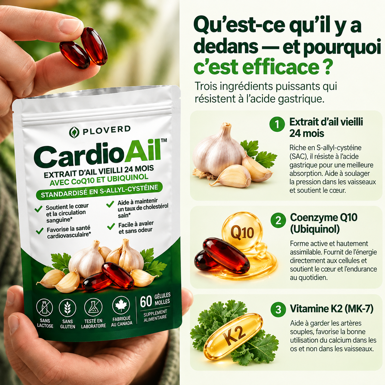 PLOVERD CardioAil™ – Extrait d'ail vieilli pendant 24 mois avec CoQ10 et vitamine K2